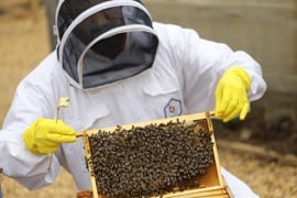 Person handling section of bee hive with gloves and mask.