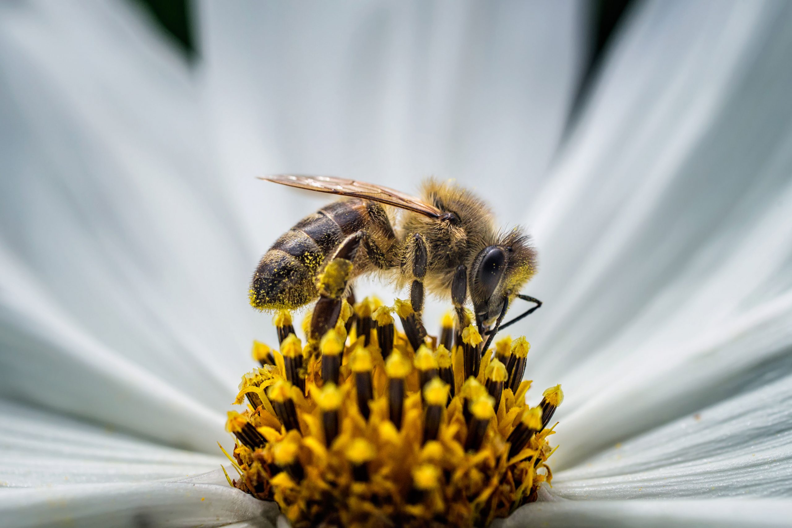 Bee on the pollen of a white flower.