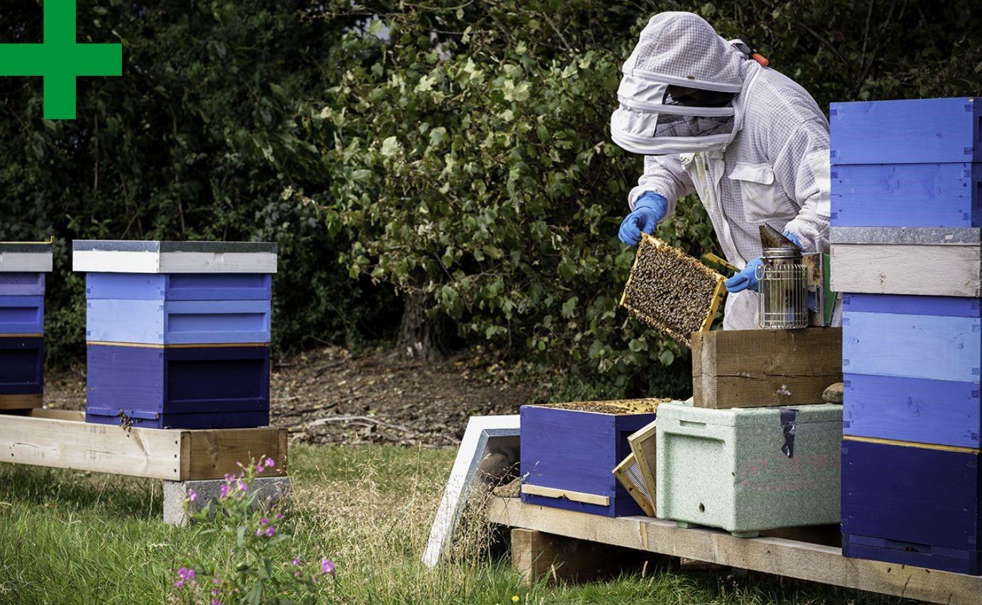 beekeeper workplace